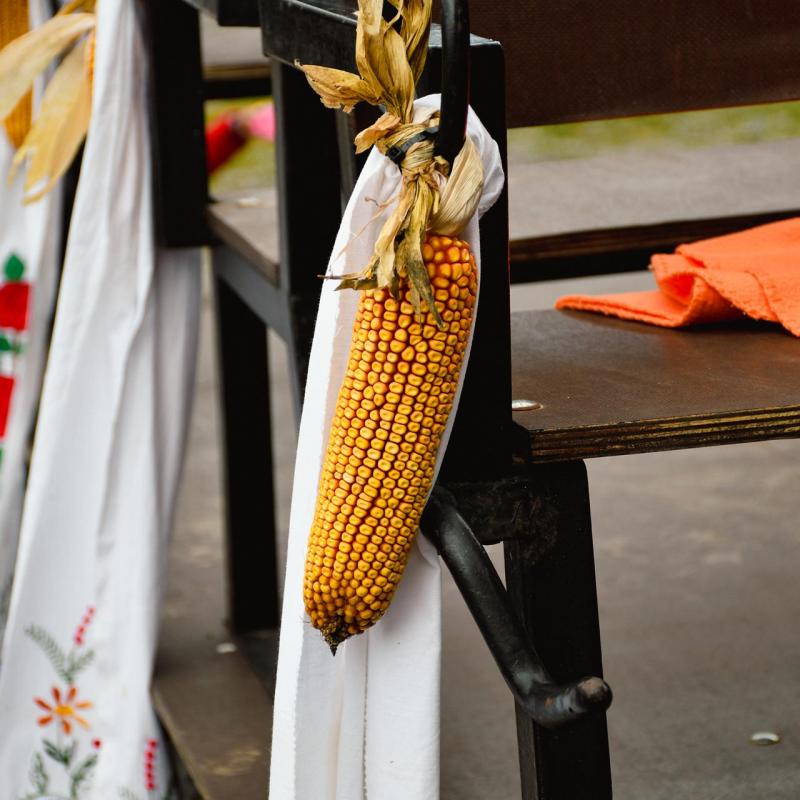7. Velikogrđevačka komušana