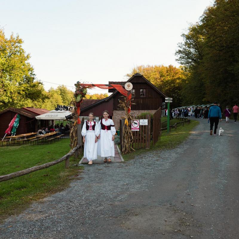 7. Velikogrđevačka komušana