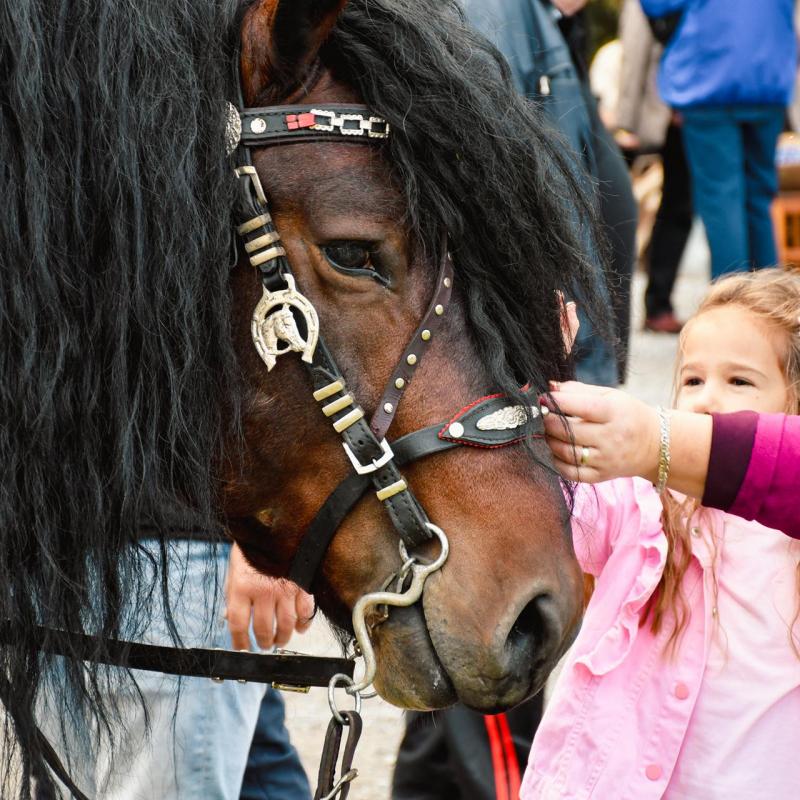 7. Velikogrđevačka komušana