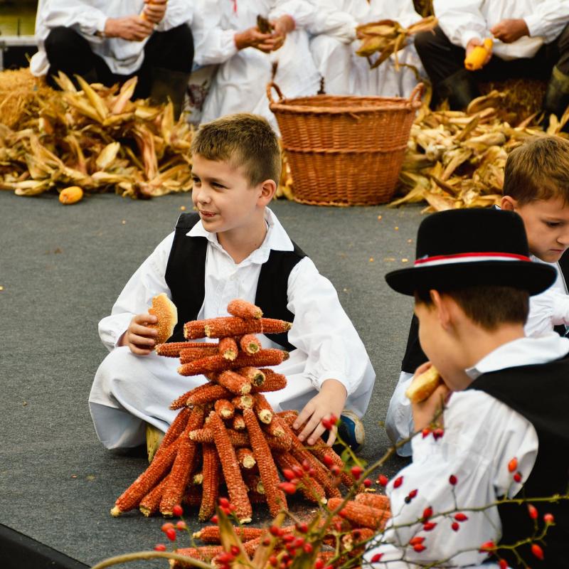 7. Velikogrđevačka komušana