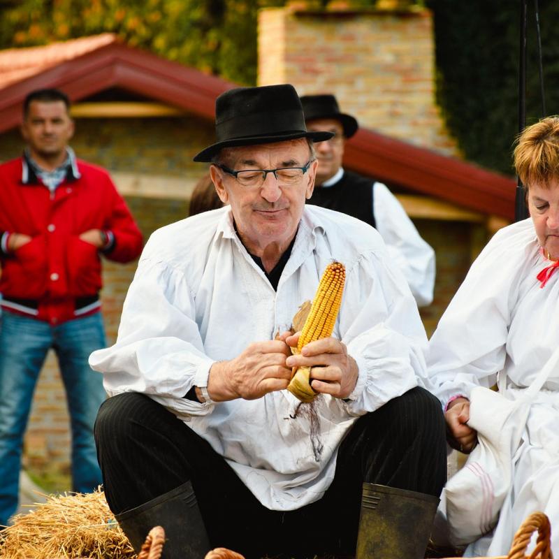 7. Velikogrđevačka komušana