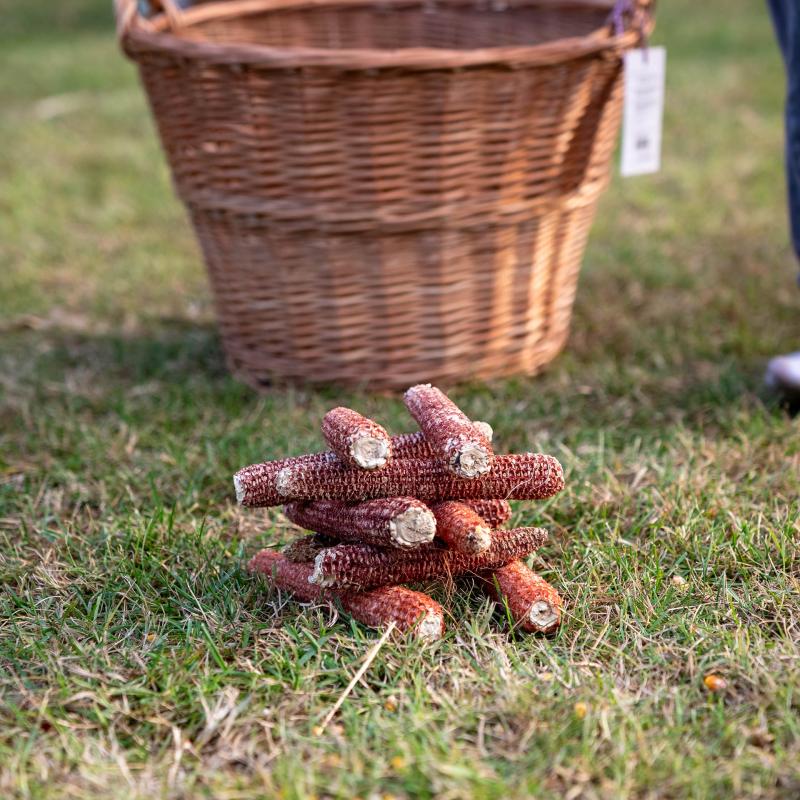 8. Velikogrđevačka komušana
