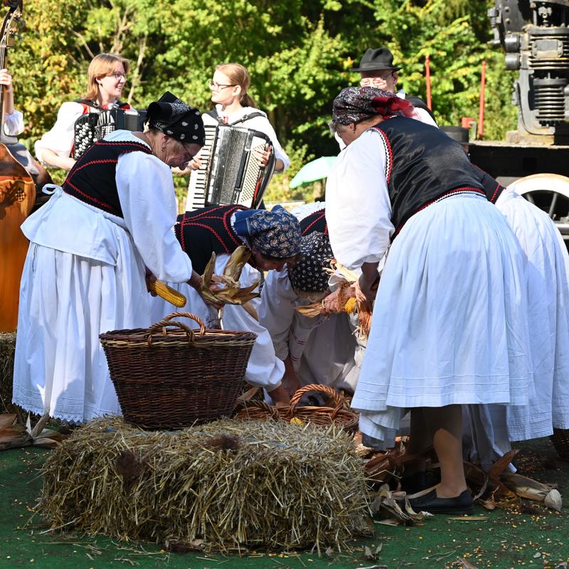 5. Velikogrđevačka komušana